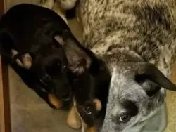 Awas Kena Tipu! Foto-foto Ini Mengecoh Mata,