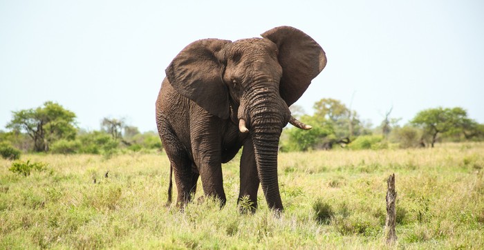 Gajah