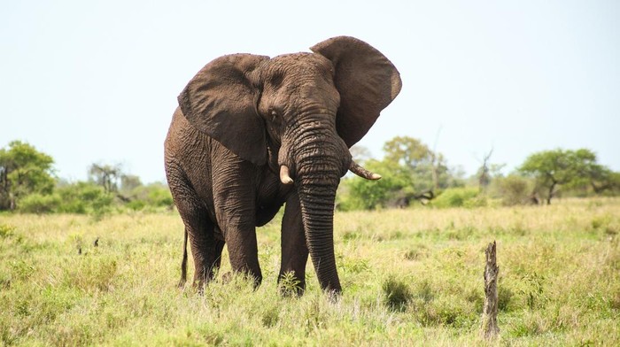 Gajah