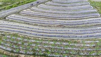 Pemerintah setempat mendorong petani di wilayah itu untuk melakukan diversifikasi tanaman pertanian. 