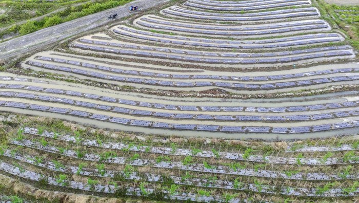 Geliat Pertanian di Sigi Foto udara sejumlah petani menanam tomat di lahan perkebunan di Desa Porame, Sigi, Sulawesi Tengah, Jumat (18/4/2025). Pemerintah setempat mendorong petani di wilayah itu untuk melakukan diversifikasi tanaman pertanian karena selain untuk menjaga kesuburan tanah juga untuk menghindari anjloknya harga saat panen pada komoditas yang sama. ANTARA FOTO/Basri Marzuki/YU