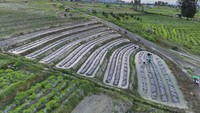 Foto udara sejumlah petani menanam tomat di lahan perkebunan di Desa Porame, Sigi, Sulawesi Tengah, Jumat (18/4/2025).