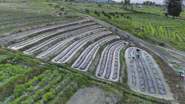 Geliat Pertanian di Sigi Foto udara sejumlah petani menanam tomat di lahan perkebunan di Desa Porame, Sigi, Sulawesi Tengah, Jumat (18/4/2025). Pemerintah setempat mendorong petani di wilayah itu untuk melakukan diversifikasi tanaman pertanian karena selain untuk menjaga kesuburan tanah juga untuk menghindari anjloknya harga saat panen pada komoditas yang sama. ANTARA FOTO/Basri Marzuki/YU