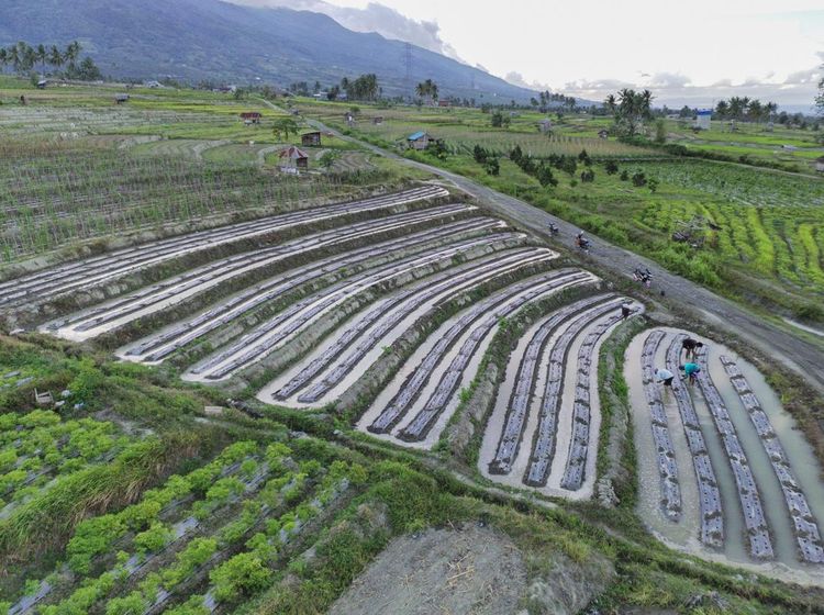 Geliat Pertanian di Sigi