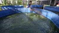 Budi daya ikan lele sistem bioflok tersebut dikelola oleh kelompok pemuda Desa Geuceu Komplek sejak tahun 2022 dengan memanfaatkan sumber dana desa. 
