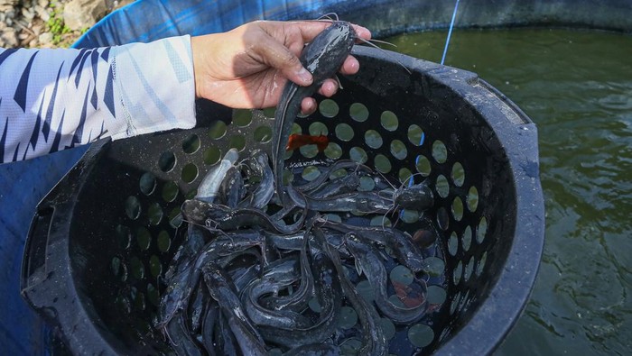Intip Budi Daya Lele untuk Ketahanan Pangan Desa di Aceh Pekerja memberi makan ikan lele yang dibudidayakan di kawasan Desa Geuceu Komplek, Banda Raya, Banda Aceh, Aceh, Sabtu (19/4/2025). Budi daya ikan lele sistem bioflok tersebut dikelola oleh kelompok pemuda Desa Geuceu Komplek sejak tahun 2022 dengan memanfaatkan sumber dana desa sebagai upaya menciptakan ketahanan pangan masyarakat skala desa dan estimasi jumlah panen sekitar 500 kilogram lele dalam kurun waktu tiga bulan. ANTARA FOTO/Khalis Surry/agr