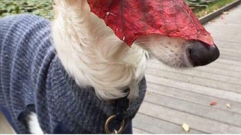 Jadi Spider-Dog. Foto: dok Reddit via Brightside