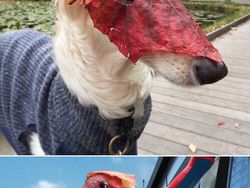 Ketika Foto Ini Diedit dari Pakar Photoshop, Keren Tapi Bikin Ngakak