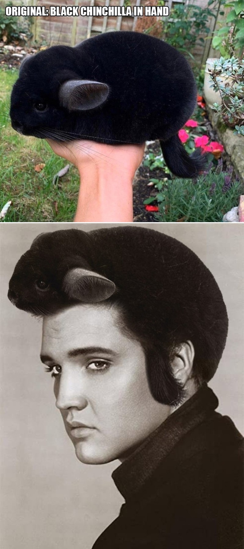 ketika Foto Ini Diedit dari Pakar Photoshop, Keren Tapi Bikin Ngakak