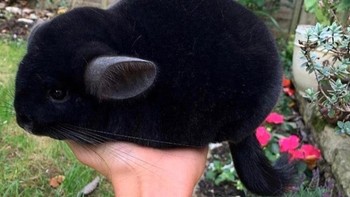 Rambut Elvis. Foto: dok Reddit via Brightside  