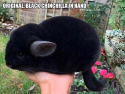 Ketika Foto Ini Diedit dari Pakar Photoshop, Keren Tapi Bikin Ngakak