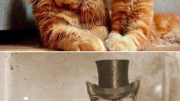 Foto ayah dan anak kucing. Foto: dok Reddit via Brightside  