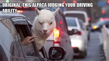 Jadi ingat film Zootopia. Foto: dok Reddit via Brightside  