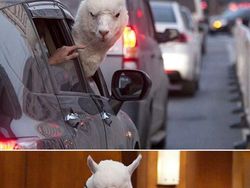 Ketika Foto Ini Diedit dari Pakar Photoshop, Keren Tapi Bikin Ngakak