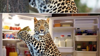 Hayo ketauan mencuri isi kulkas. Foto: dok Reddit via Brightside  