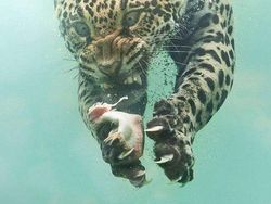 Ketika Foto Ini Diedit dari Pakar Photoshop, Keren Tapi Bikin Ngakak