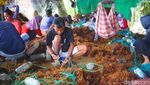 Potret Para Pengikat Benih Rumput Laut