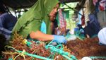 Potret Para Pengikat Benih Rumput Laut
