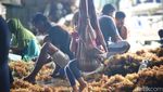 Potret Para Pengikat Benih Rumput Laut