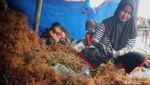 Potret Para Pengikat Benih Rumput Laut