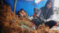 Sebagai pengikat benih rumput laut, untuk satu bentangan tali berisi 15 depa, warga mendapat upah Rp 8.000.