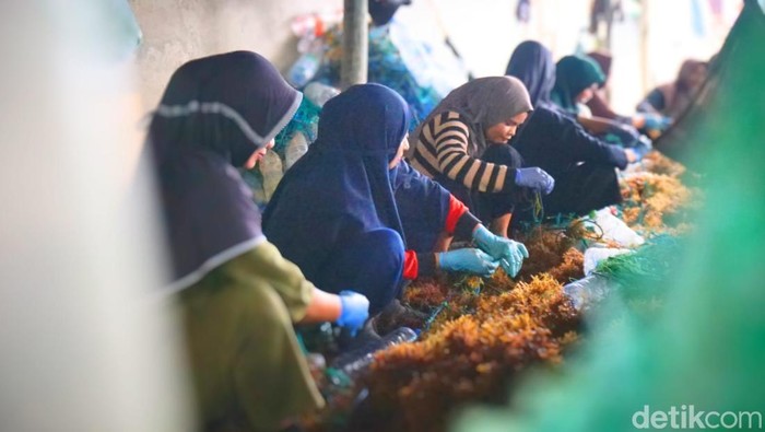 Pabetang menjadi rumah kedua bagi mereka, tempat berkumpulnya pekerja dari berbagai usia. Dari orang tua hingga anak sekolah yang menabung dari hasil mengikat benih.