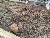 Melihat Penangkaran Rusa Timor yang Hampir Punah di Semarang