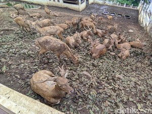 Melihat Penangkaran Rusa Timor yang Hampir Punah di Semarang
