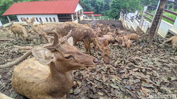 Rusa timor di penangkaran Undip Semarang.