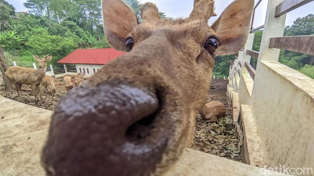 Rusa timor di penangkaran Undip Semarang.