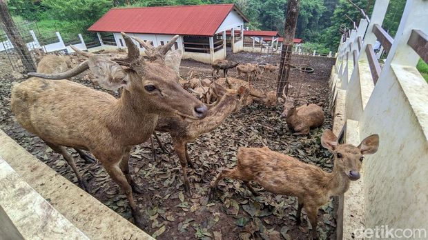 Rusa timor Rusa timor di penangkaran Undip Semarang.