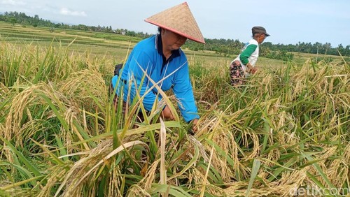 Salah satu petani saat memanen padi di Subak Tibubeleng, Kecamatan Mendoyo, Kabupaten Jembrana, Bali, Sabtu (19/4/2025). (Foto: I Putu Adi Budiastrawan/detikBali)