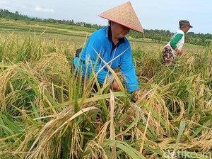 Produksi Beras RI Diprediksi Tembus 34 Juta Ton, Tertinggi di ASEAN