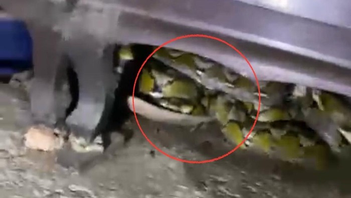 Ular piton 4,5 meter masuk di bawah lemari rumah warga di Pinrang.