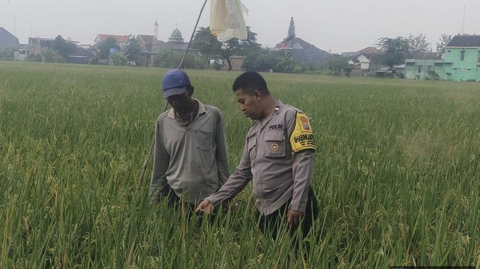 Bhabin Turun Ke Sawah Tampung Curhat Terkait Pupuk dan Sarana Pertanian