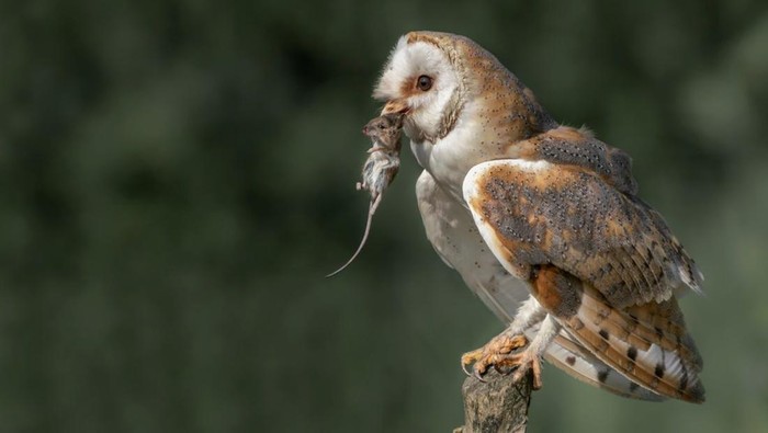 Burung hantu