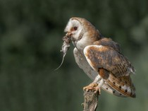 Burung Hantu Jadi Andalan Lawan Tikus Sawah di Badung