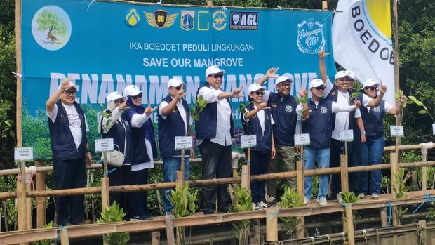 Presiden ke-5 RI Megawati Soekarnoputri hingga Chairul Tanjung melakukan penanaman bibit mangrove di PIK (Dwi Rahmawati/detikcom)