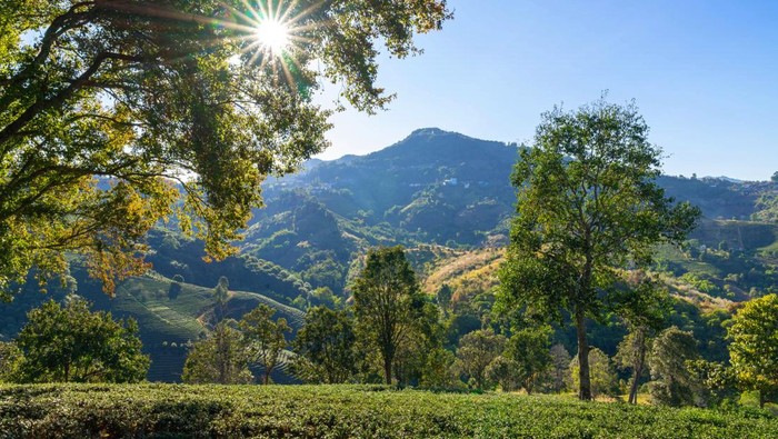 Agroforestri