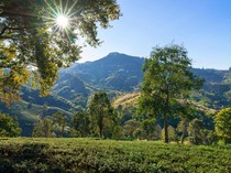 4 Contoh Agroforestri Beserta Pengertian, Klasifikasi, dan Keunggulannya