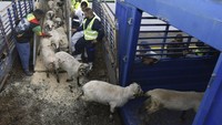 Untuk memfasilitasi penjualan, presiden meminta koperasi di seluruh negeri untuk memastikan distribusi sistematis. Ia juga menyarankan agar domba-domba impor dapat dijual melalui layanan kesejahteraan sosial, lembaga dan perusahaan, asalkan badan-badan ini menangani distribusi dengan berkoordinasi dengan mitra-mitra sosial.