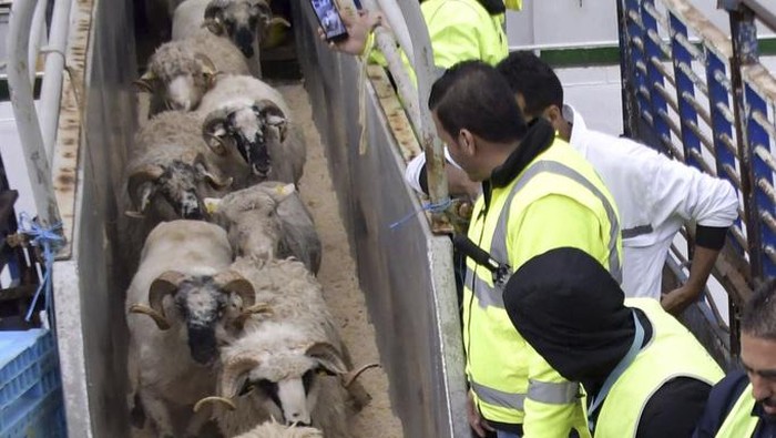 Aljazair Impor 15 Ribu Domba dari Rumania untuk Idul Adha Some 15000 sheep for this year's Eid al-Adha, the Muslim holiday during which families purchase livestock for sacrifice, and which falls in June, disembark from a ship from Romania, Sunday April 20, 2025 in the port of Algiers. (AP Photo/Str)