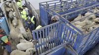 Sekitar 15.000 domba impor dari Rumania diturunkan dari kapal di pelabuhan Aljazair, Minggu (20/4/2025). Aljazair membuka tender impor 1 juta domba guna memenuhi permintaan untuk Qurban Bayram, juga dikenal sebagai Idul Adha.