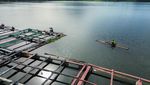 Foto Udara Budidaya Ikan Nila di Danau Ranu Klakah