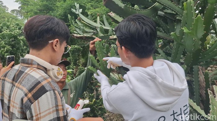 Dua wisatawan pelaku vandalisme batang kaktus dengan tulisan Adi+Santo di Kebun Raya Bogor diberi sanksi (M Sholihin/detikcom)