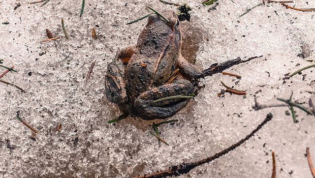 Ilustrasi katak di salju.