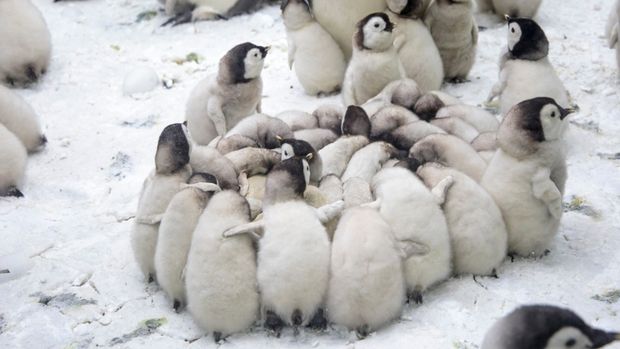 Kelompok anak penguin kaisar yang meringkuk bersama untuk menjaga kehangatan.