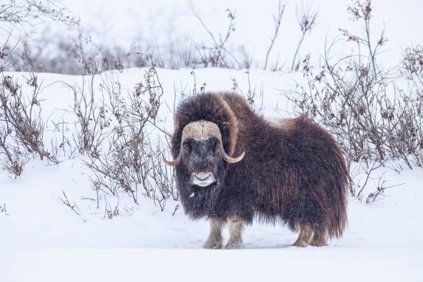 Lembu musk (Ovibos moschatus), berdiri di tengah badai salju, banteng, Lereng Utara, Alaska, Amerika Utara.