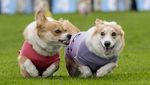 Lincahnya Anjing-anjing Corgi Balapan di Skotlandia, Gemes Banget!