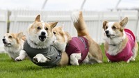 Balapan Corgi merupakan acara tahunan yang menarik perhatian banyak orang.